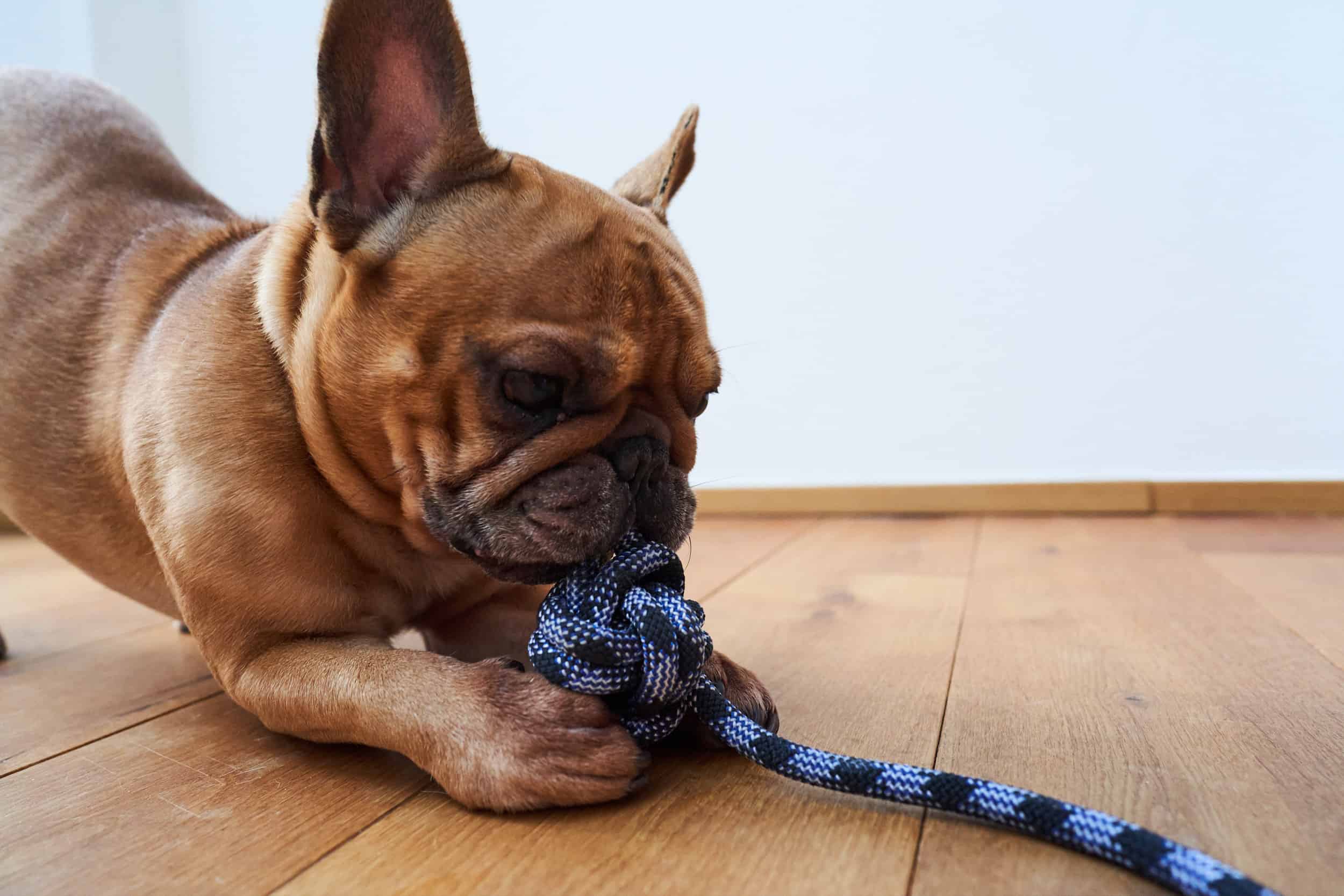 Hund zufrieden mit Spielzeug aus alten Kletterseilen